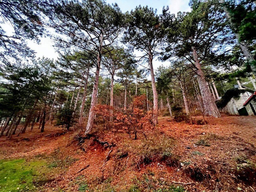 Ялта, пгт. Советское 7, Долоссы